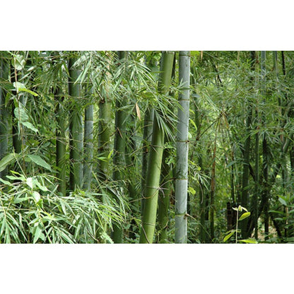 90Pcs Bamboo Seeds Easy To Grow With Flexible Sunlight Needs Suitable For Shaded And Partly Sunny Spots