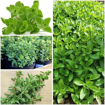 1000pcs Novice Approved Oregano Seeds for planting in residential garden beds and private yard open spaces