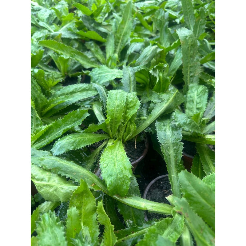200pcs Straightforward Growing Culantro Seeds ideal for lining garden bed perimeters, container edges and shaded patio grounds