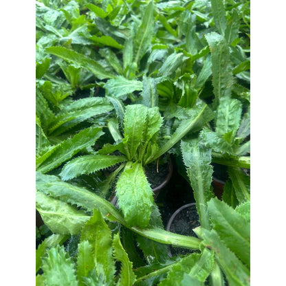 200pcs Straightforward Growing Culantro Seeds ideal for lining garden bed perimeters, container edges and shaded patio grounds