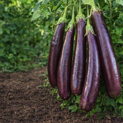 200pcs Novice Friendly Eggplant Seeds grow with stable inherent growth traits for consistent bushy form and seasonal growth renewal habit