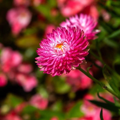 200 Purple Red Strawflower Seeds | Heirloom / Non-GMO
