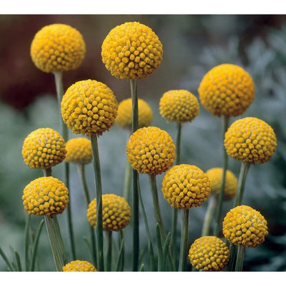 10pcs Craspedia Flower Seeds yellow Billy Buttons, Pollinator Garden seeds