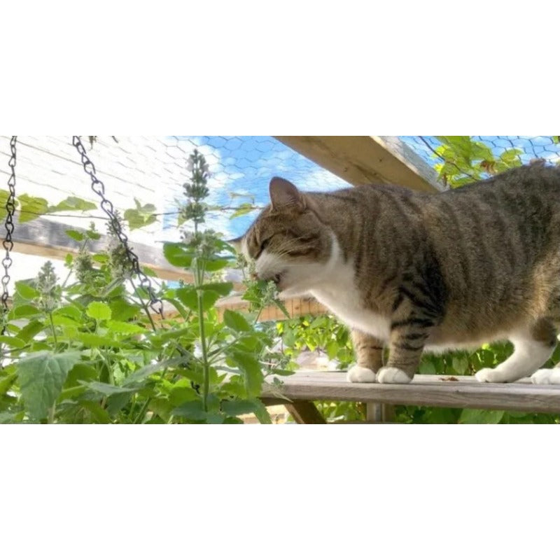 900Pcs Catnip Seeds Easy to Grow develop compact bushy clumping growth with soft textured foliage and upright branching structure
