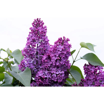 49Pcs Lilac Seeds Easy To Grow Great For Filling Gaps Between Mature Trees And Plants