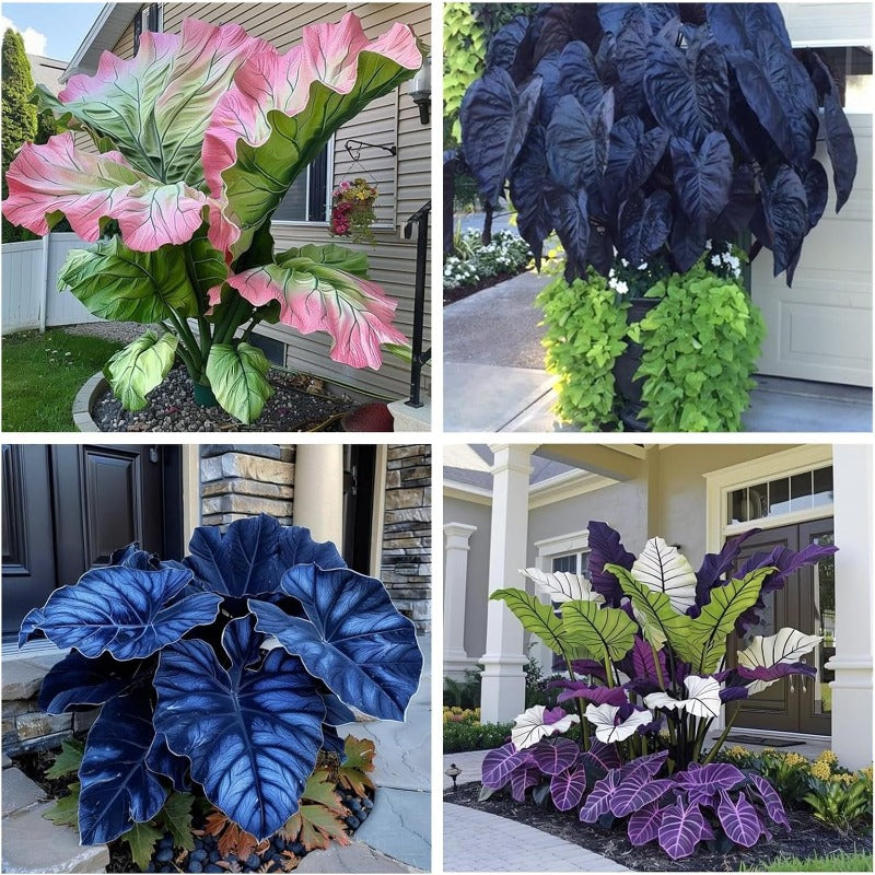 100Pcs Elephant Ear Seeds Suitable for casual planting feature strong natural vitality for fast large foliage garden establishment