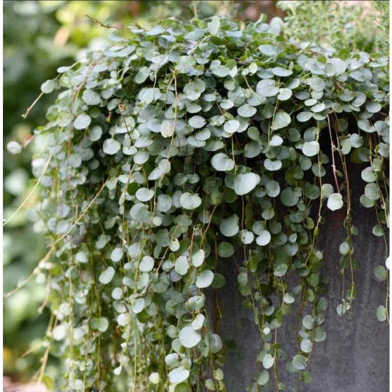 300pcs Dichondra Lawn Seeds Dense Green Coverage For Home Garden