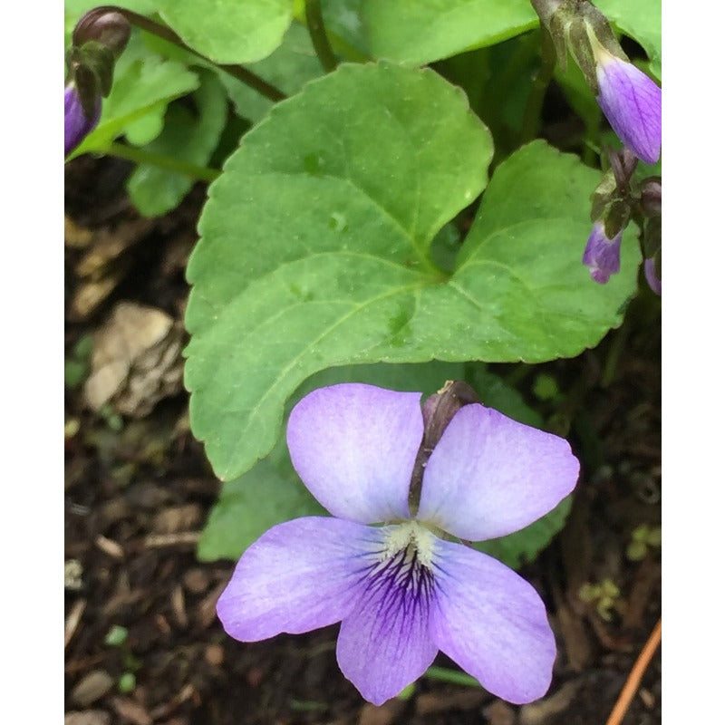 500pcs Violet Seeds Friendly for new gardeners grow into full compact clumps covered in seasonal blooms