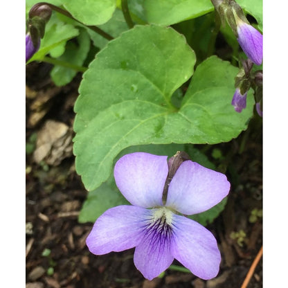 500pcs Violet Seeds Friendly for new gardeners grow into full compact clumps covered in seasonal blooms
