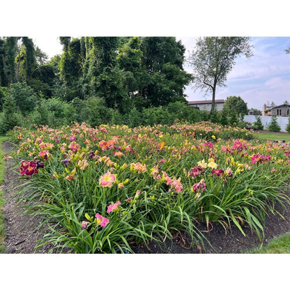 100pcs Hundred Tail Flower Seeds for planting in residential landscape areas and private yard flower planting plots