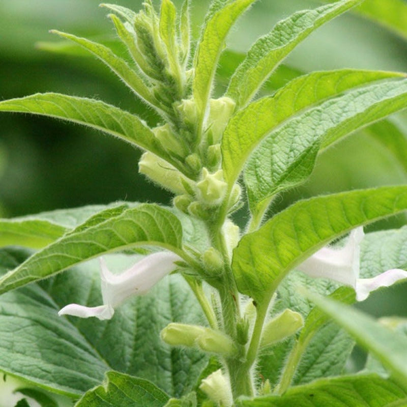 500pcs Black Sesame Seeds Strong Stress Resistance Grow Well In Challenging Conditions