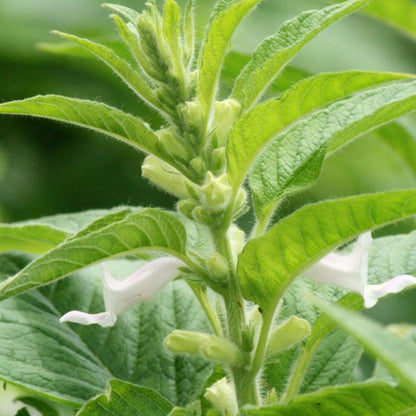 500pcs Black Sesame Seeds Strong Stress Resistance Grow Well In Challenging Conditions