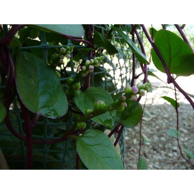 100pcs Red Malabar Spinach seeds easy to planting  Climbing Spinach