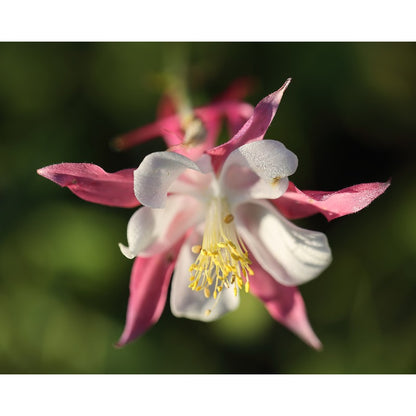 198Pcs Columbine Seeds Suitable for Balcony Patio Container Gardening Tall Airy Foliage Trait