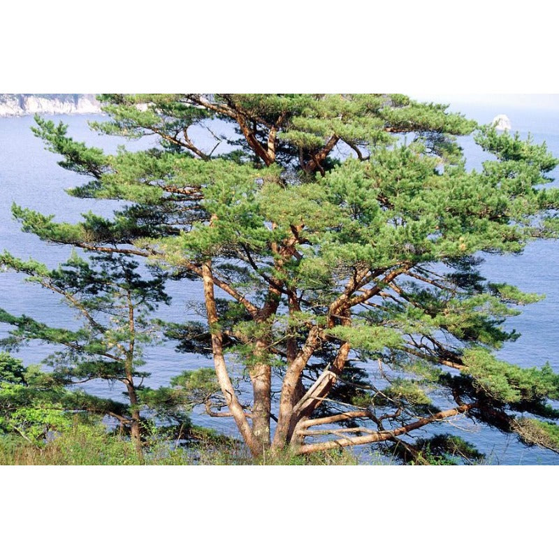 100Pcs Pine Seeds ideal for forming continuous ornamental screening lines along property borders and yard edges