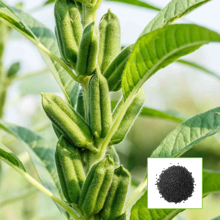 500pcs Black Sesame Seeds Attractive Plant Form Enhance Overall Landscape Aesthetics