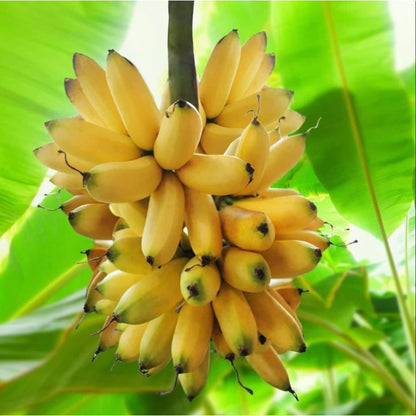 95Pcs Banana Seeds Easy To Maintain And Ideal For Heat Loving Tropical Garden Projects