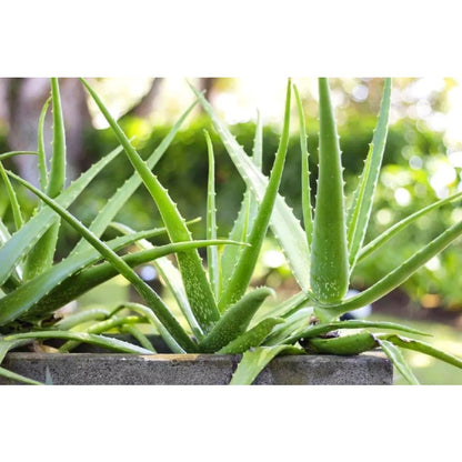 200pcs Suitable for beginner planting Aloe Vera Seeds flourish in ordinary well-drained potting soil suited for container foliage cultivation