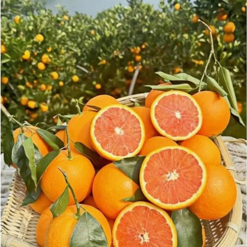 49Pcs Planting Orange Tree Seeds Adds Natural Focal Points And Elegant Visual Layers To Modern Landscape Designs