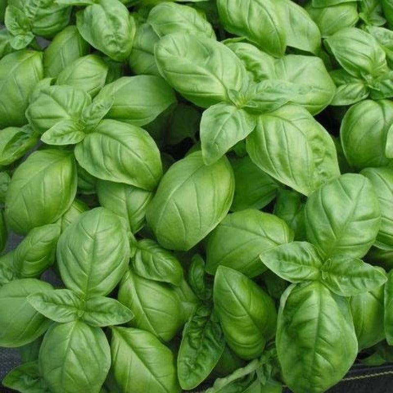 500pcs Large Leaf Basil seeds-  Heirloom  easy to planting