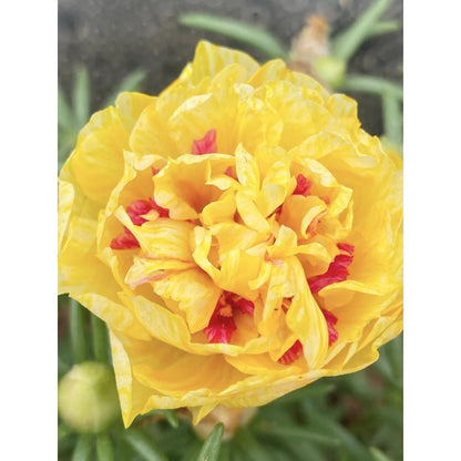 1000pcs Double Yellow Moss Rose Seeds Yellow Double  Drought Tolerant Annual Summer Flowers