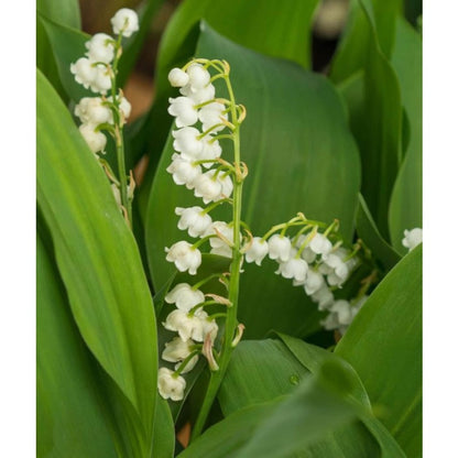 150 White Lily of the Valley seeds Cute and eye-catching small decorations in the garden