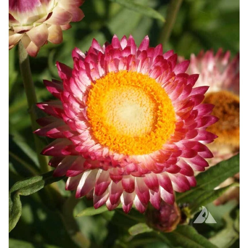 STRAWFLOWER TALL Mixed Dried Flowers Cut Flowers 36" Tall Non-GMO 500 Seeds!