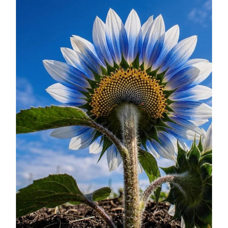 100pcs Sunflower Seeds for Planting Dwarf & Giant Helianthus