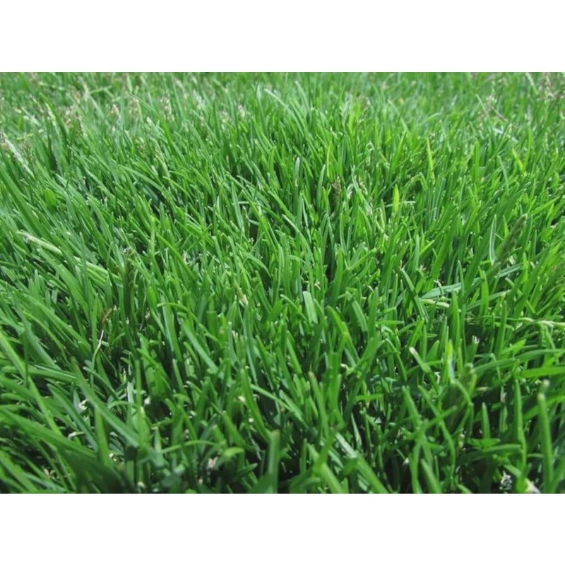 500Pcs Emerald Zoysia Grass Seeds, Drought Heat Tolerant, Low Maintenance Lawn Turf
