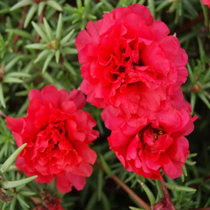 1000pcs Mixed Moss Rose Seeds for Planting Outdoor Beautiful Garden Decor Home