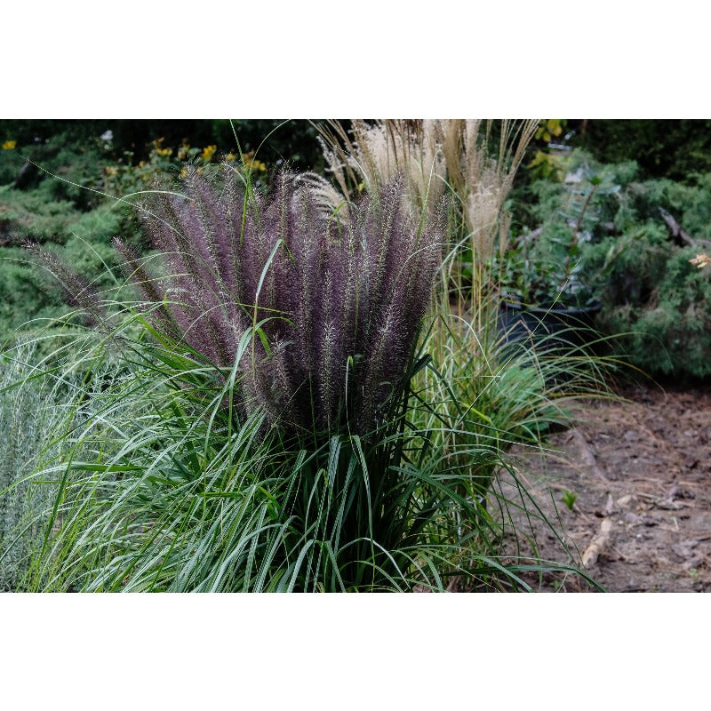 100pcs Ideal For Soft Landscape Accents Fountain Grass Easy To Grow In Outdoor Spaces