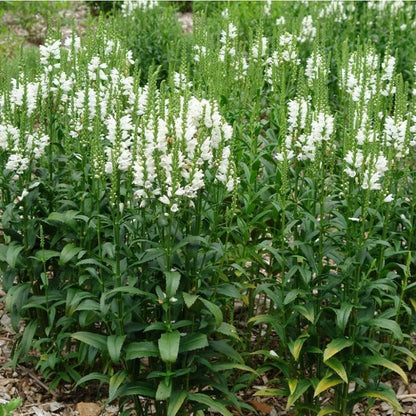 150pcs Obedient Plant Perennial with Pink to Lavender Flowers Attracts Pollinators Garden Border Plant