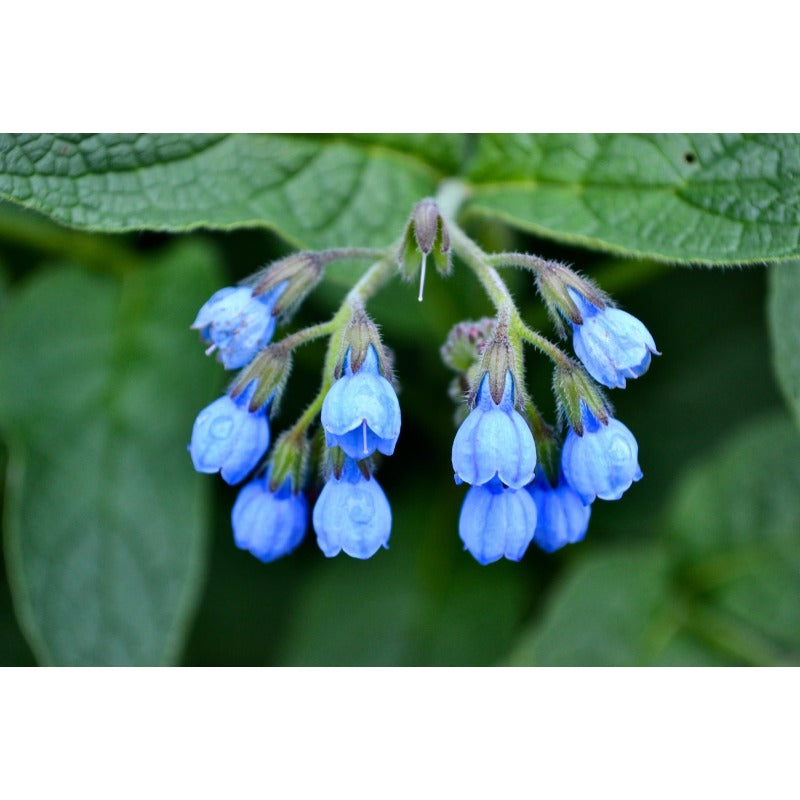 100pcs Comfrey Seeds Heirloom Purple Bell Flowers, Pollinator Garden