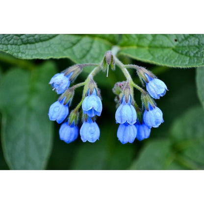 100pcs Comfrey Seeds Heirloom Purple Bell Flowers, Pollinator Garden