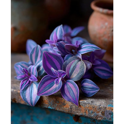 100pcs Trailing Vine Plant Seeds Wandering Jew Seeds For Indoor Outdoor Growing Easy To Grow