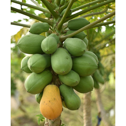30Pcs Ornamental Papaya Seeds Low Care Perennial Fleshy Seeds with Papaya Seeds for Indoor Pots