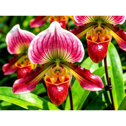 100 Monkey Face Orchid Seeds, Exotic Perennial Flower, Indoor Outdoor Garden Planting
