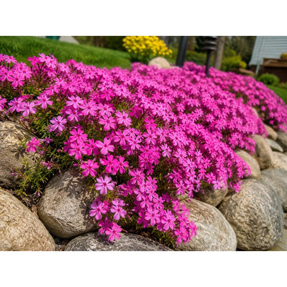 500Pcs Creeping Phlox Seeds for planting add soft uniform texture to flat and sloped residential yard landscapes