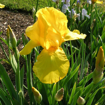 100pcs yellow Mixed Iris Flower Seeds, Heirloom Colorful Perennial Blooms