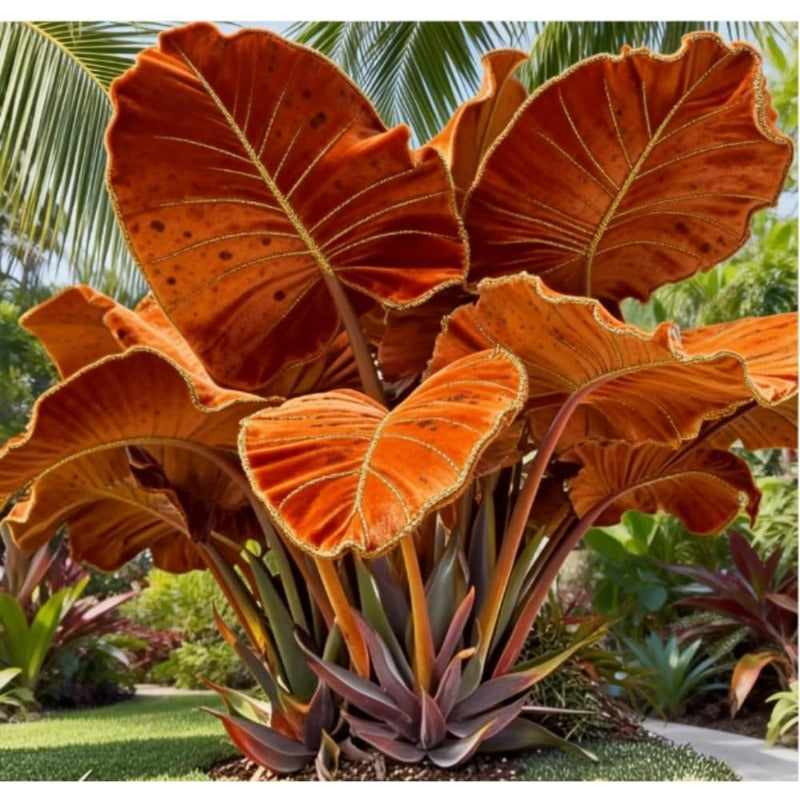 100pcs Elephant Ear seeds for Rich Green Display, Backyard Garden Design