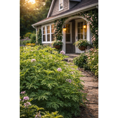 Garden Seeds Citronella 480Pcs Seeds:  Non-GMO Mosquito Repellant Plant for Outdoor Home Gardens