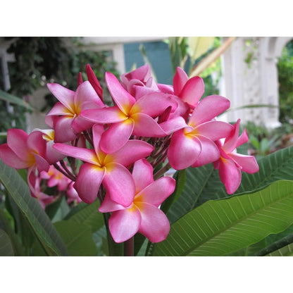 100pcs Pink Plumeria Suitable for beginner planting Plumeria Seeds suited for yard and courtyard tropical cultivation