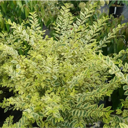 50Pcs Ornamental Ligustrum Seeds Drought Tolerant Evergreen Branches with Ligustrum Seeds for Climbing Garden