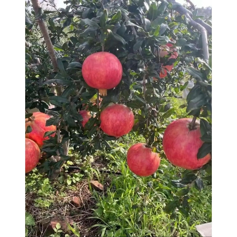148Pcs Pomegranate Seeds build neat rounded ornamental silhouettes in private residential courtyard spaces