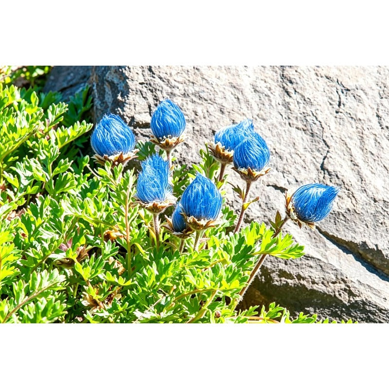 100pcs Mix Prairie Smoke Seeds for Planting Native Perennial Wildflower, Drought Tolerant, Non-GMO Heirloom for Rock Garden & Naturalized Landscape