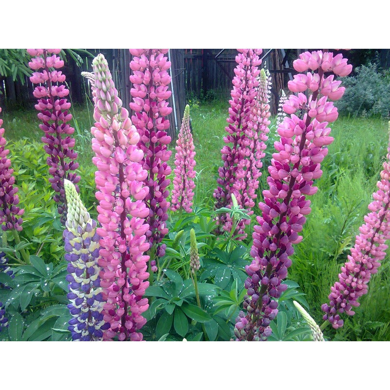 100Pcs Fast To Germinate Lupine Seeds Attracts Pollinators Throughout The Bloom Period