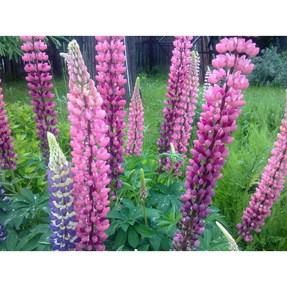 100Pcs Fast To Germinate Lupine Seeds Attracts Pollinators Throughout The Bloom Period