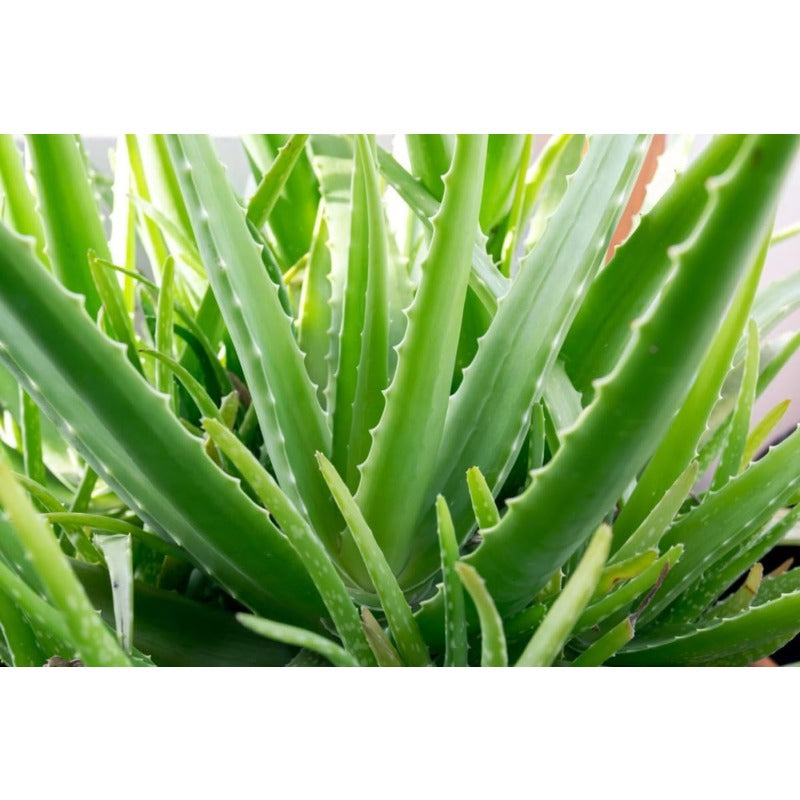 200pcs Suitable for beginner planting Aloe Vera Seeds flourish in ordinary well-drained potting soil suited for container foliage cultivation