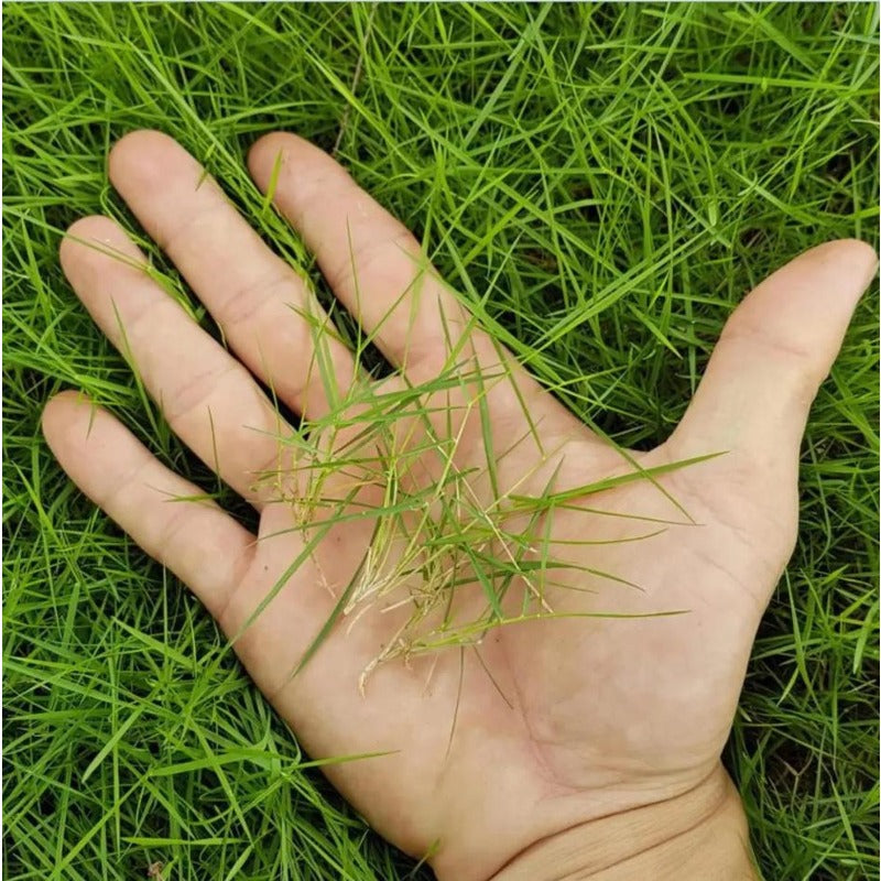 500Pcs Grass Seed for Planting, Zoysia Grass Seed for Lawn, Soft Fine Ground Cover for Landscape