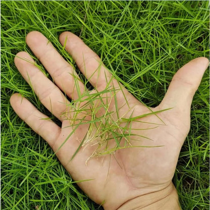 500Pcs Grass Seed for Planting, Zoysia Grass Seed for Lawn, Soft Fine Ground Cover for Landscape